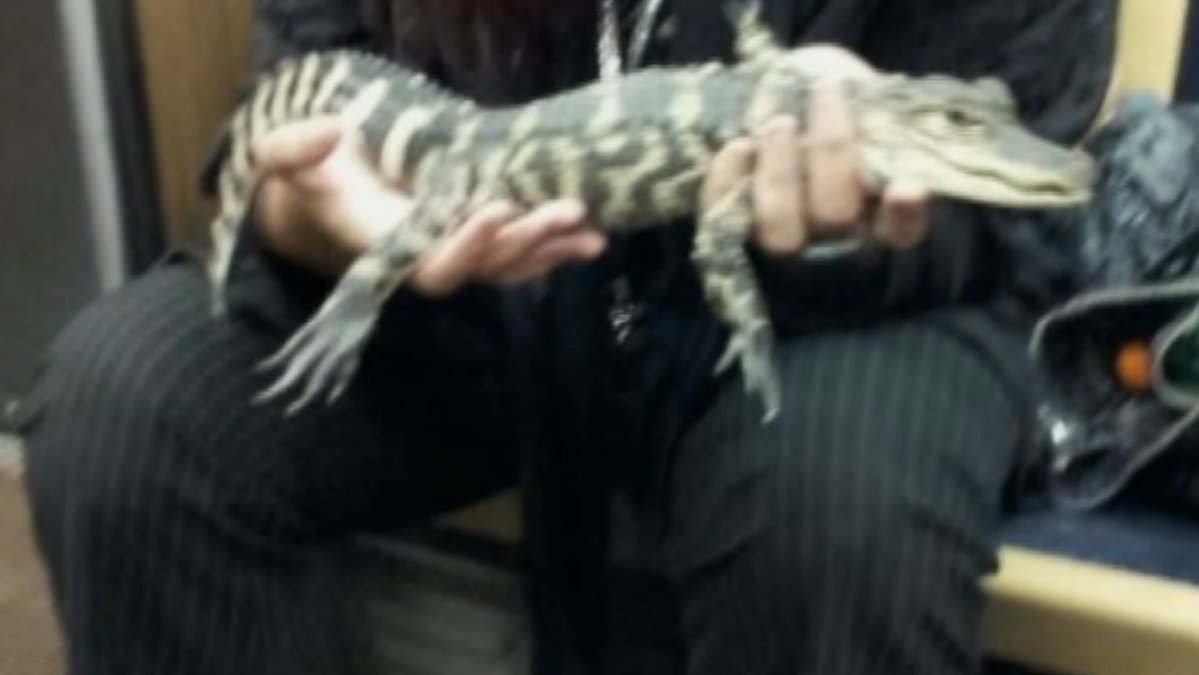 En man höll i en snarlik alligator på väg till flygplatsen. Bilden publicerades på Twitter.  